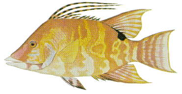hogfish